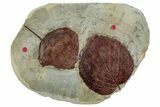 Wide Plate with Two Fossil Leaves (Two Species) - Montana #262503-1